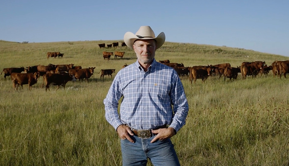 A cowboy standing in a pasture with red angus cows grazing in the background 