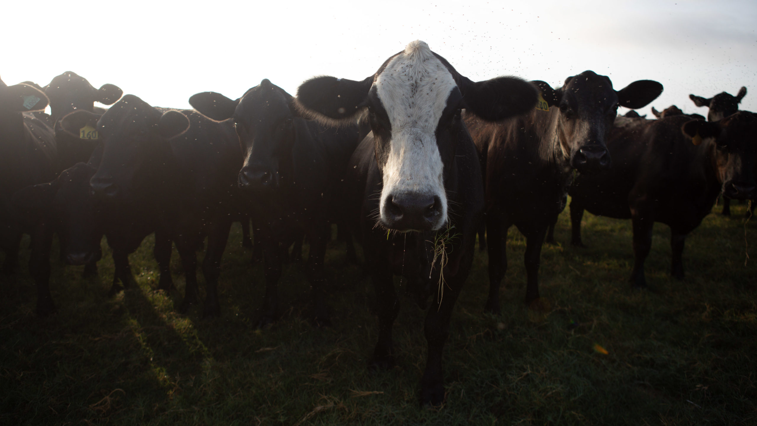 A herd of cattle standing together in a pasture